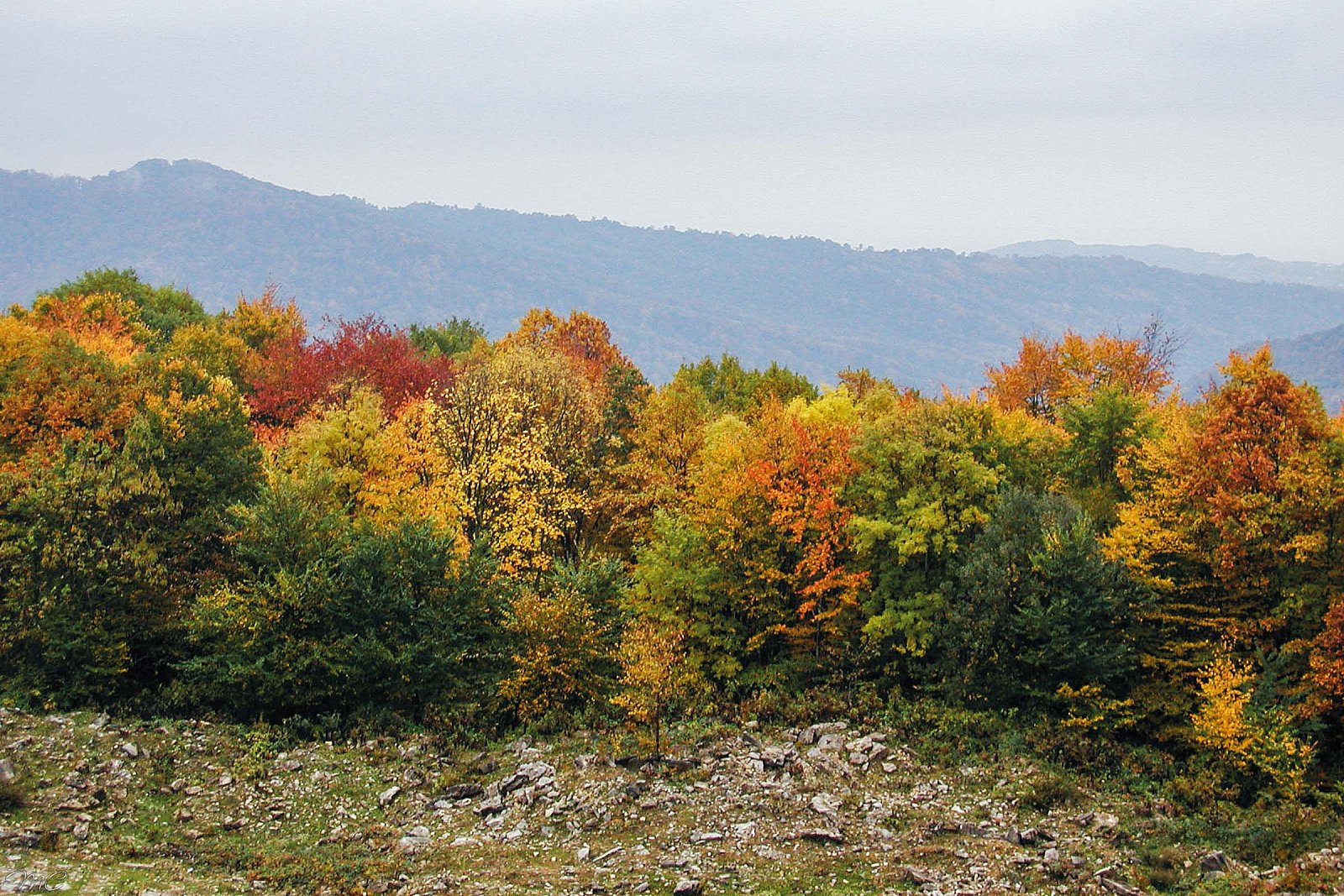 Осенний лес - Сочи