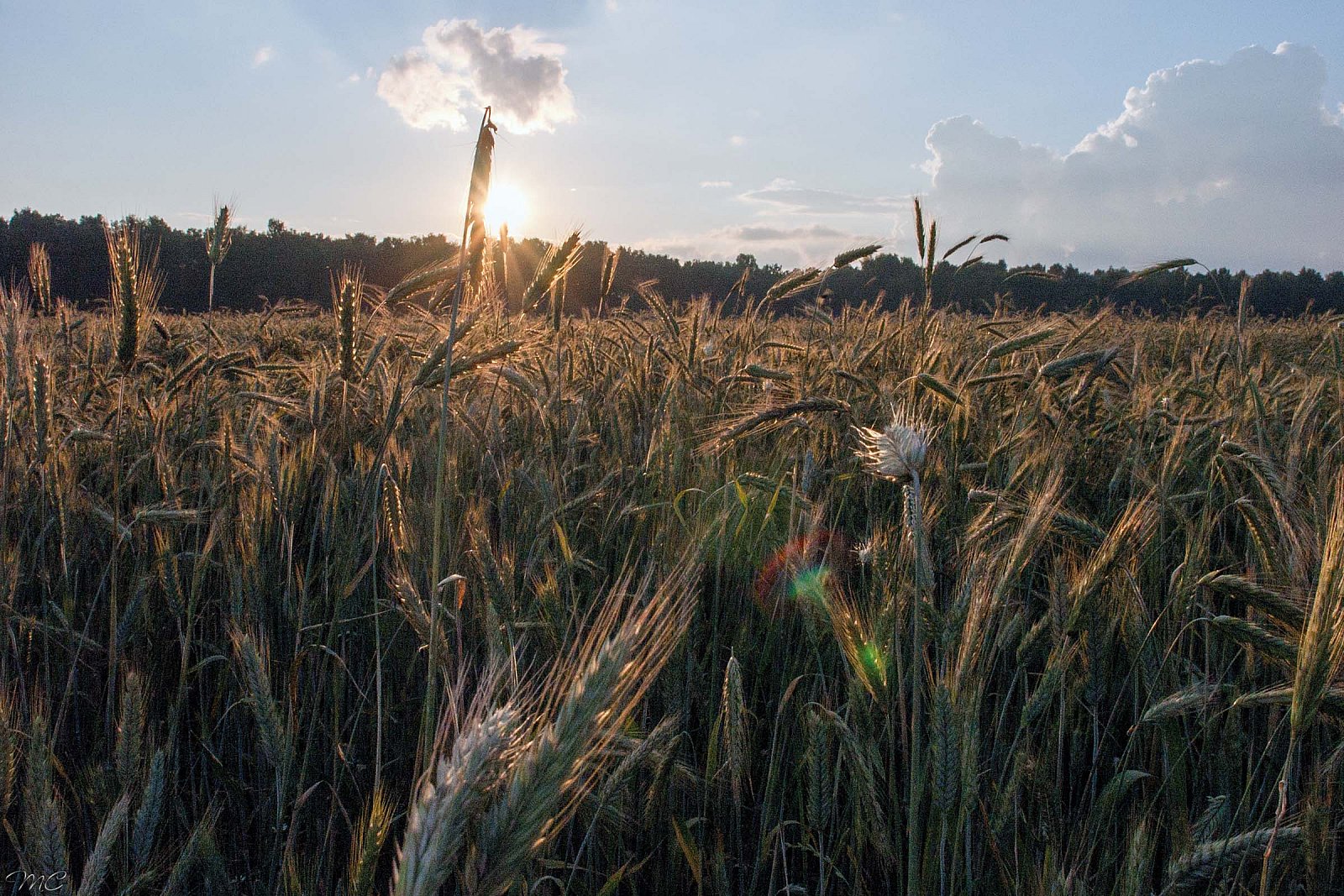 Пшеничное поле - Подмосковье
