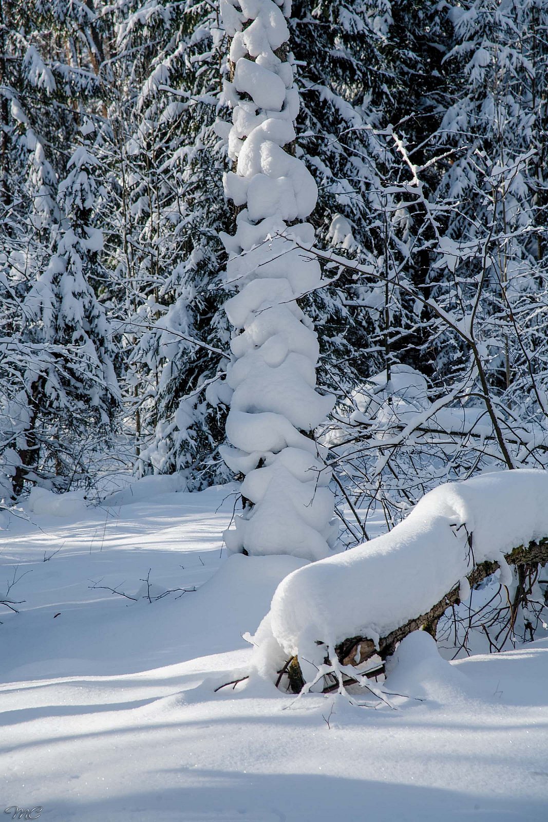 Деревья в снегу - Подмосковье