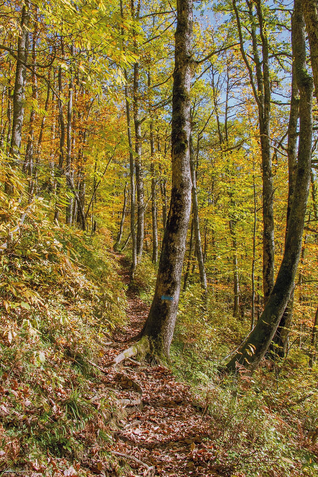 Осенний лес - Красная Поляна