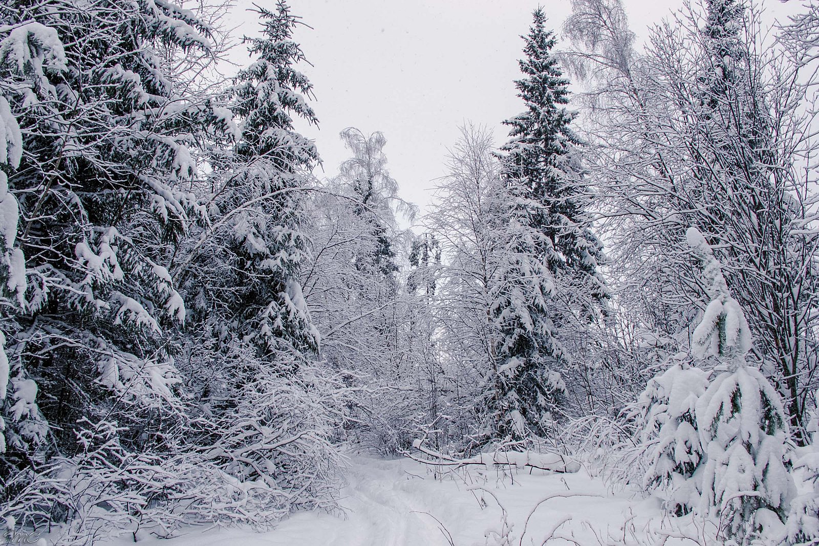 Зимний лес - Подмосковье