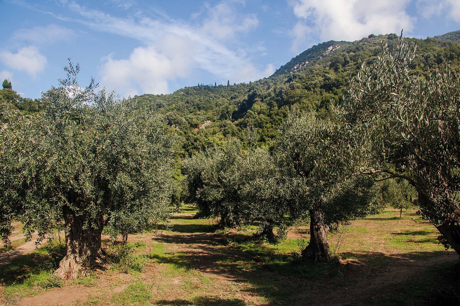 Оливковый сад - Греция (осень)