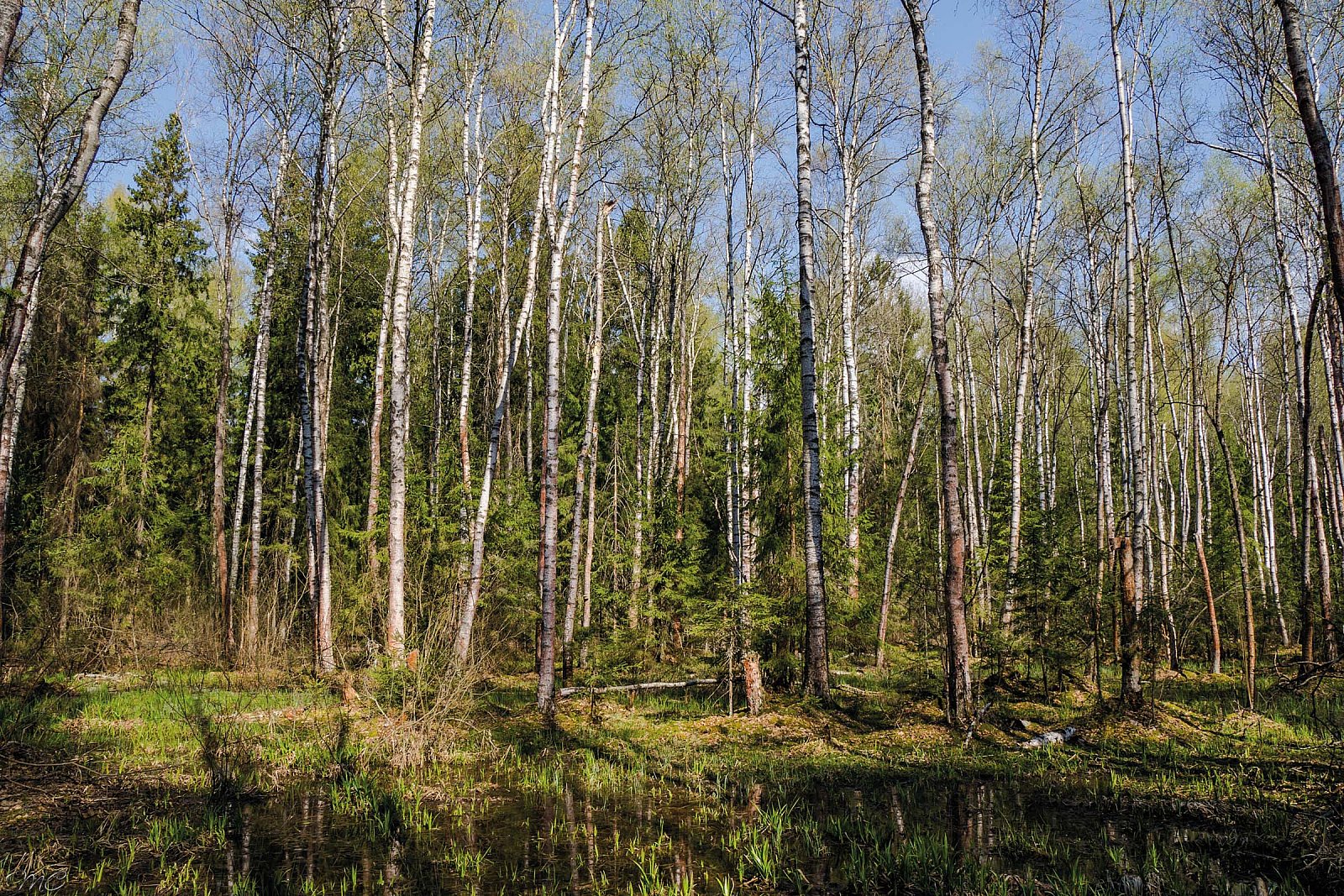 Весенний лес - Подмосковье
