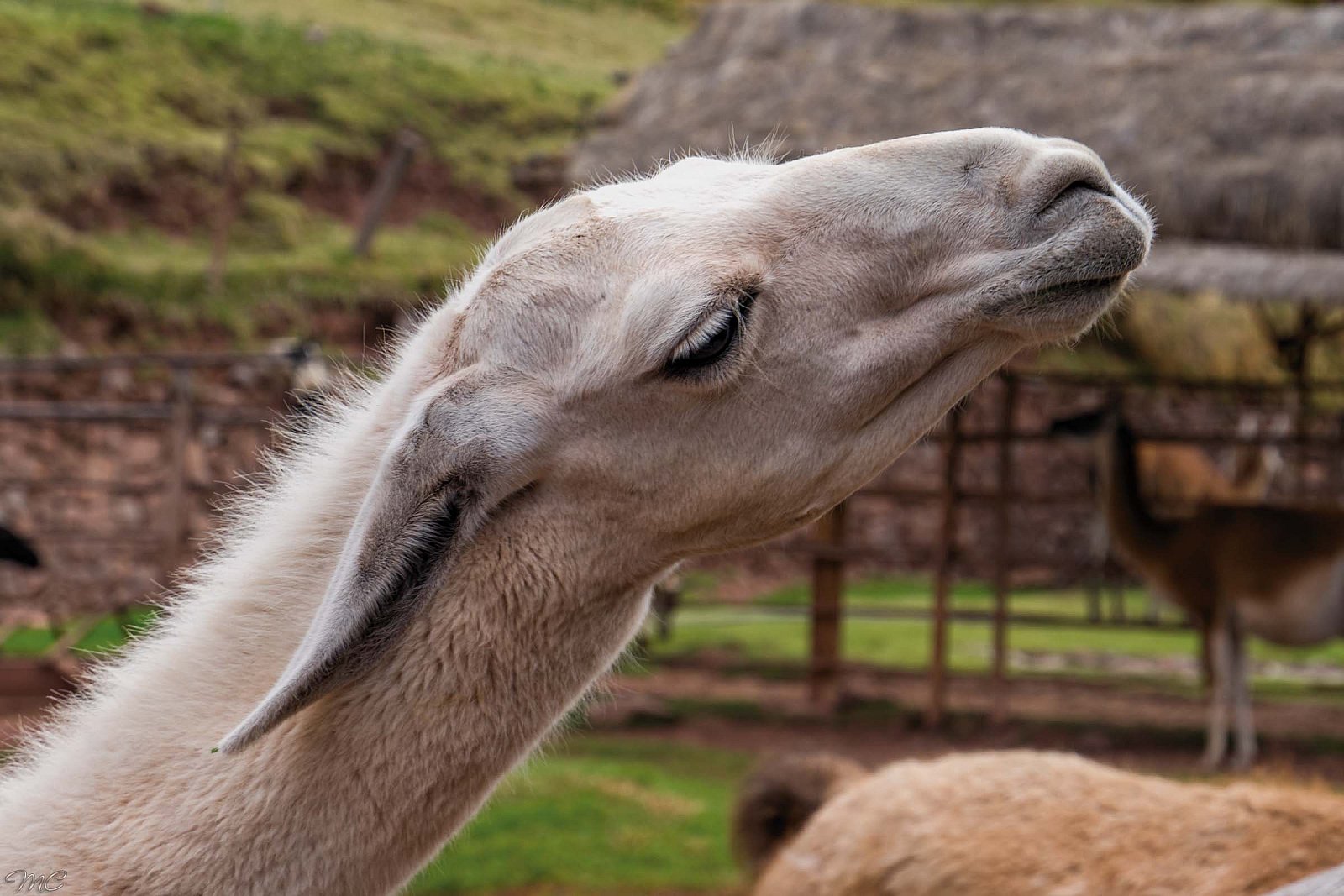 На ферме лам и альпак - Перу и Чили