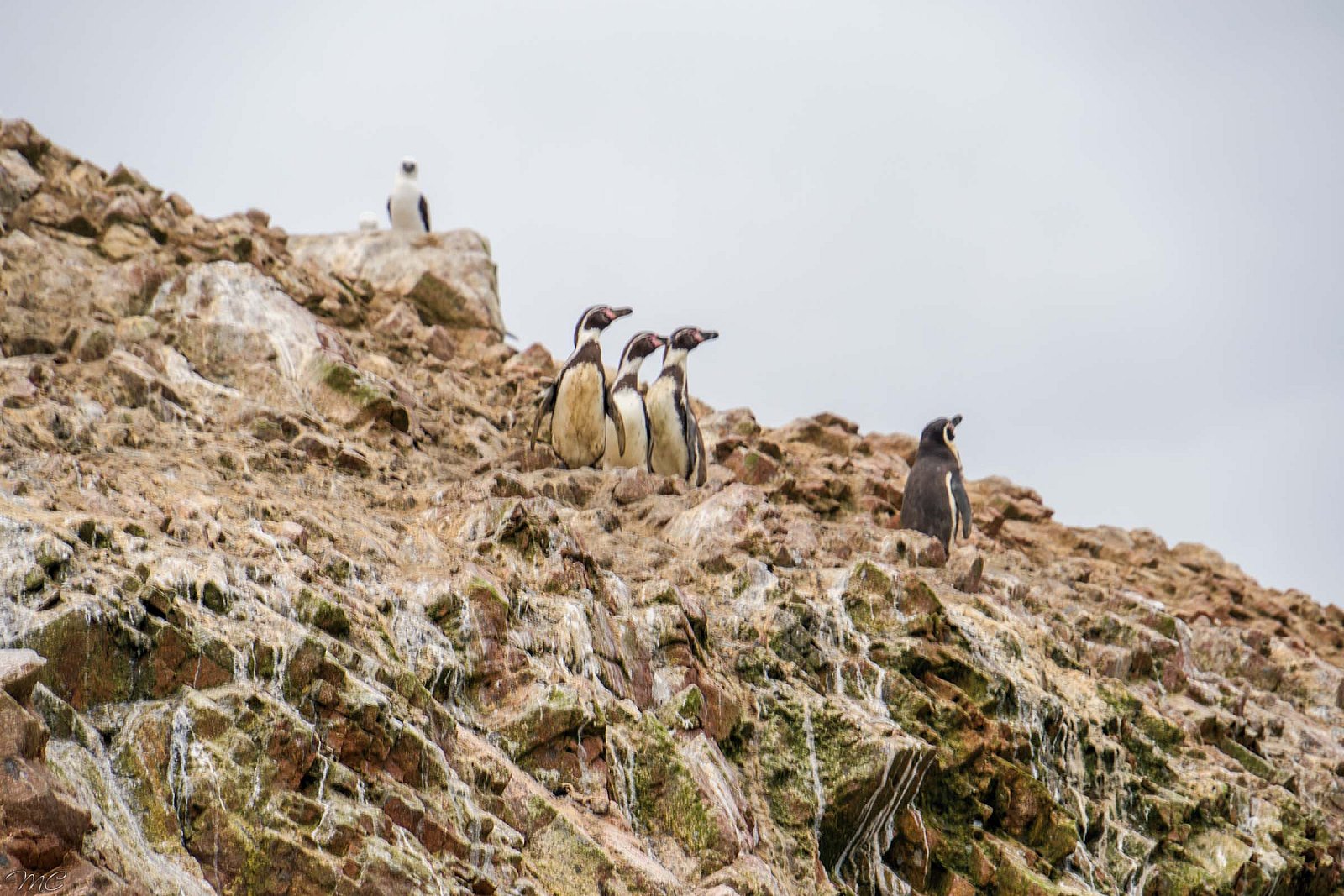 Пингвины - Перу и Чили