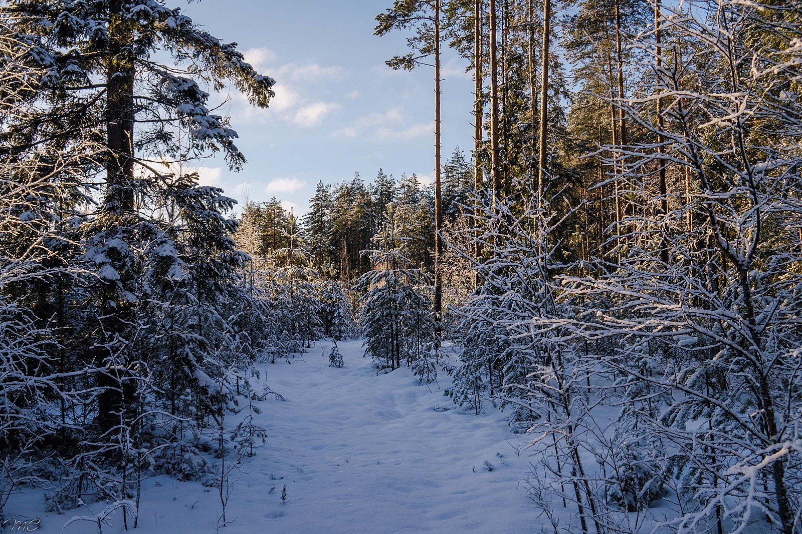 Зимний лес - Лодейнопольский район