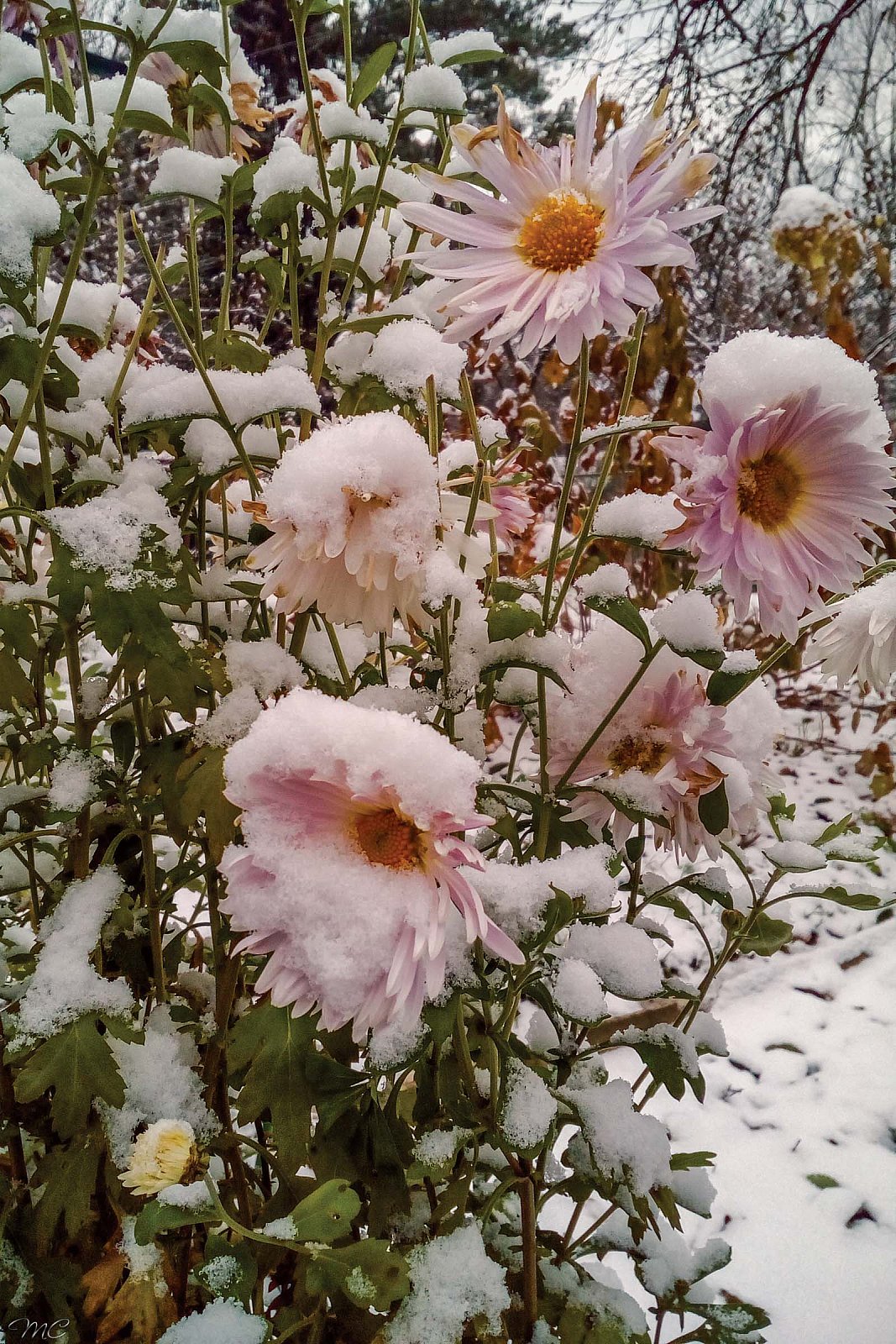Цветы в снегу - Подмосковье