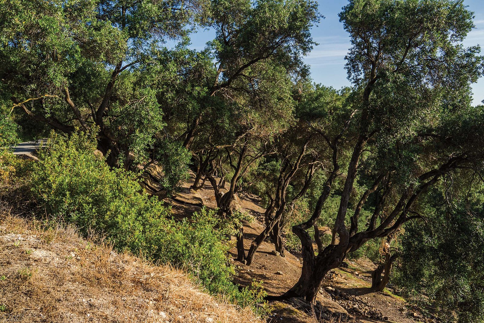 Оливковые деревья - Греция