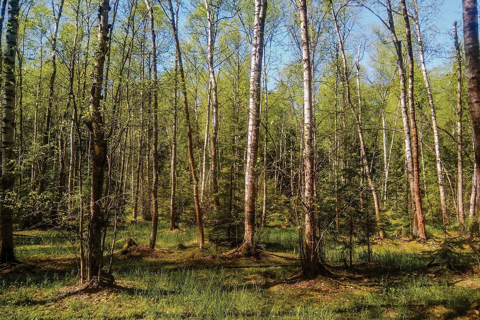 Весенний лес - Подмосковье