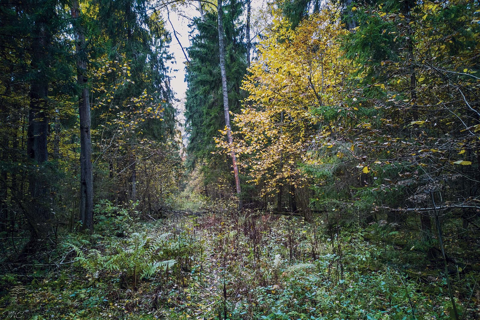 Осенний лес - Подмосковье