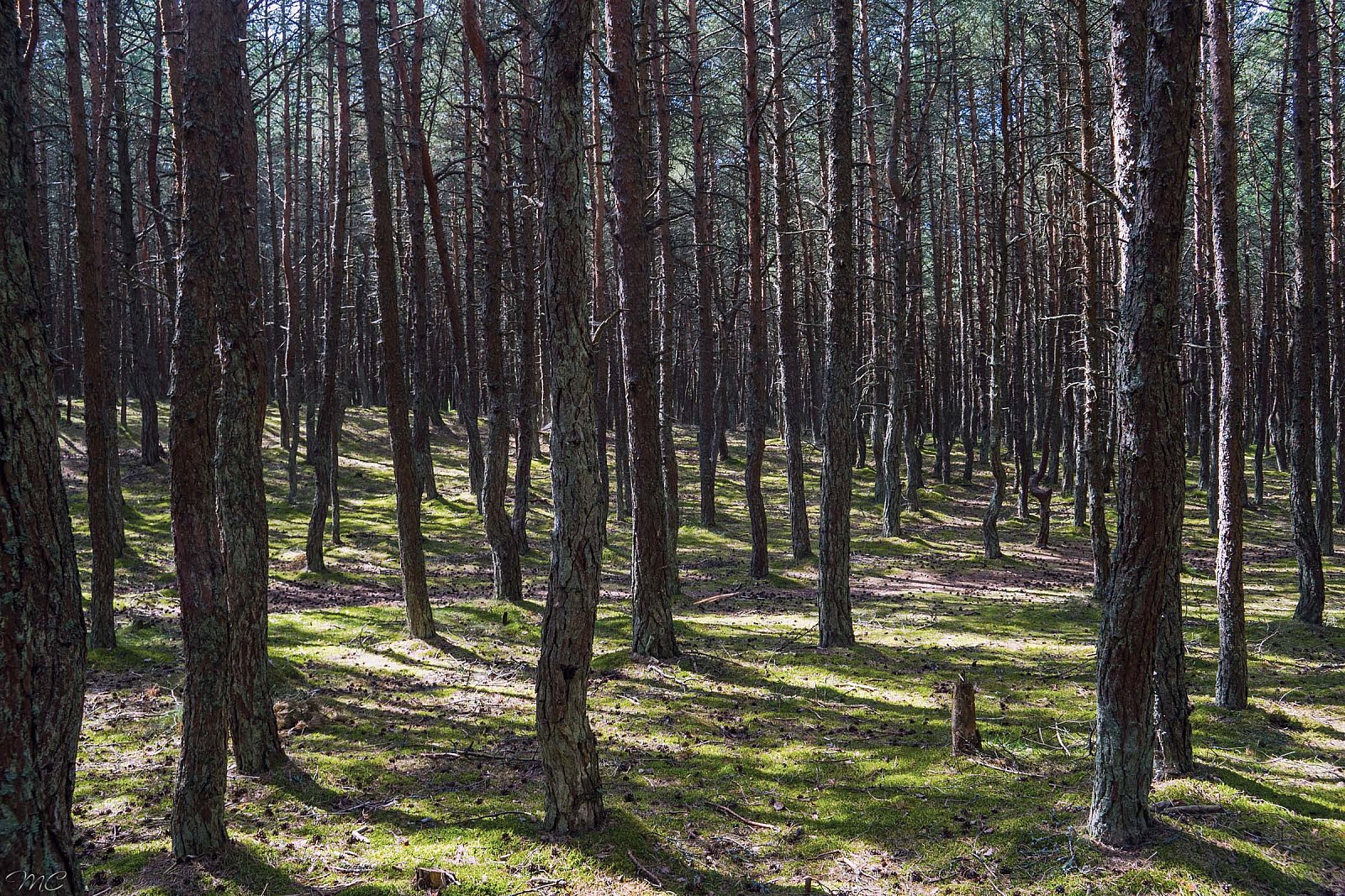 Танцующий лес - Калининградская область