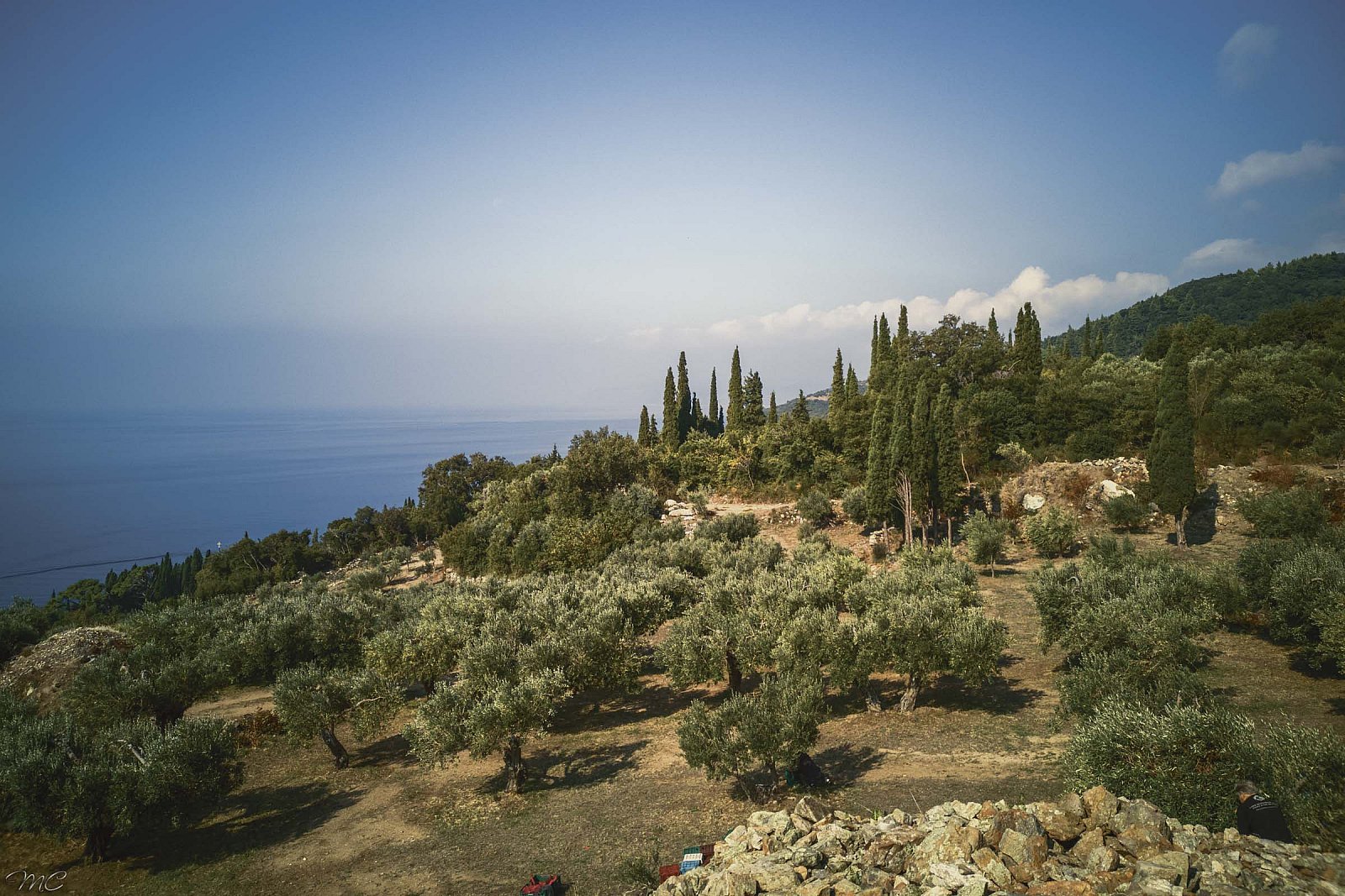 Оливковые плантации - Греция