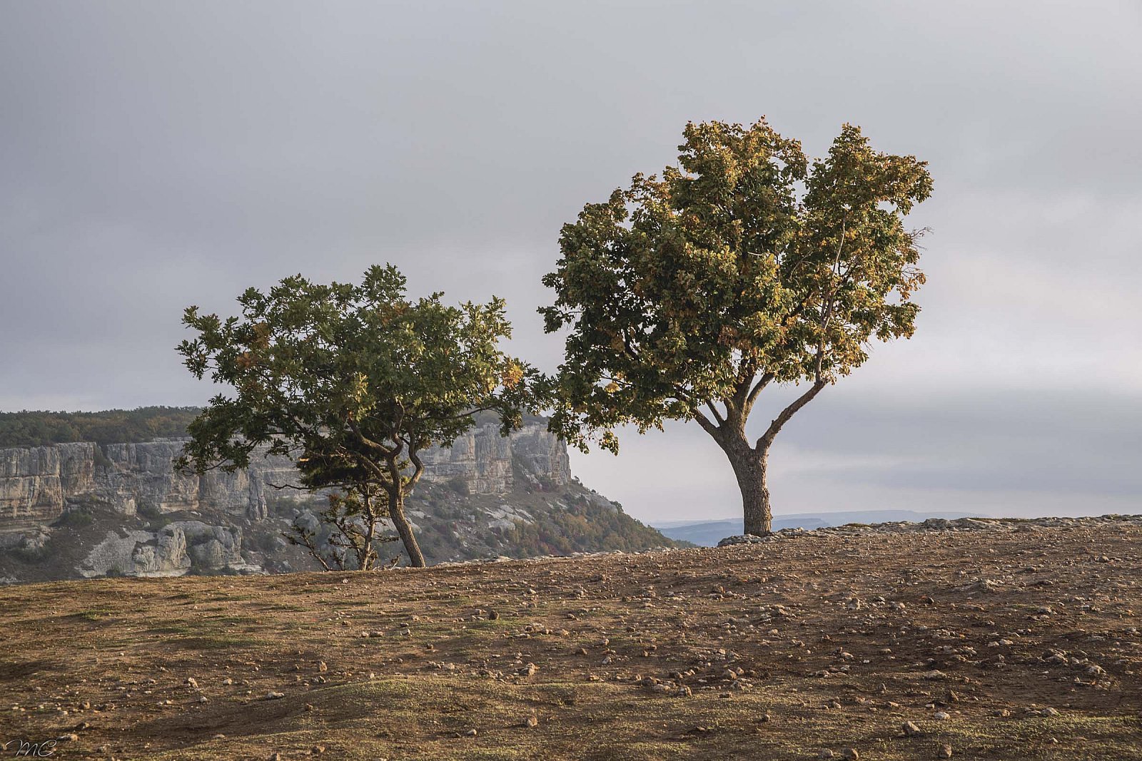 Два дерева - Крым