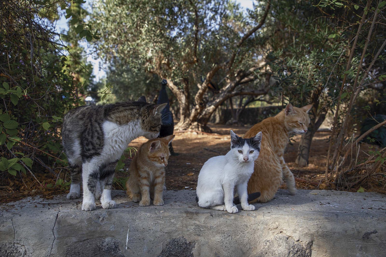 Кошки с котятами - Святая земля