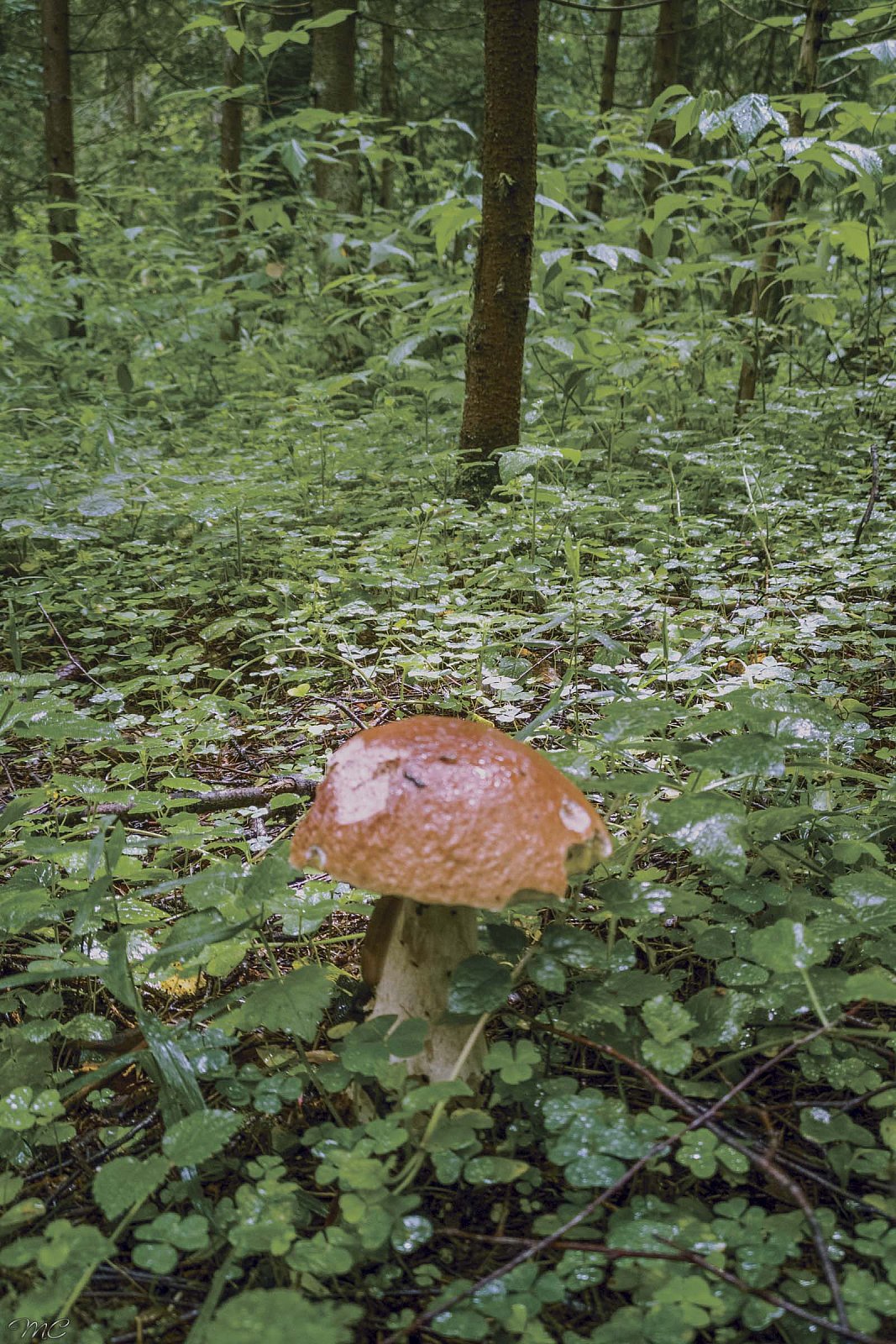 Белый гриб - Подмосковье