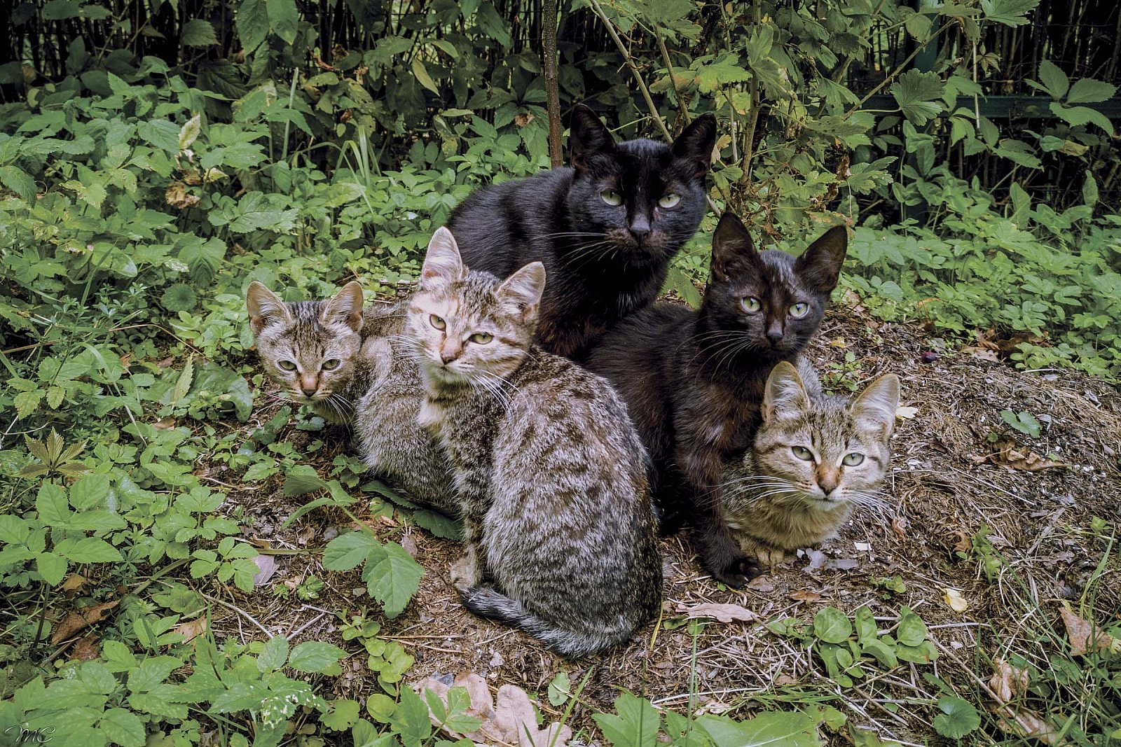 Кошачье семейство - Подмосковье