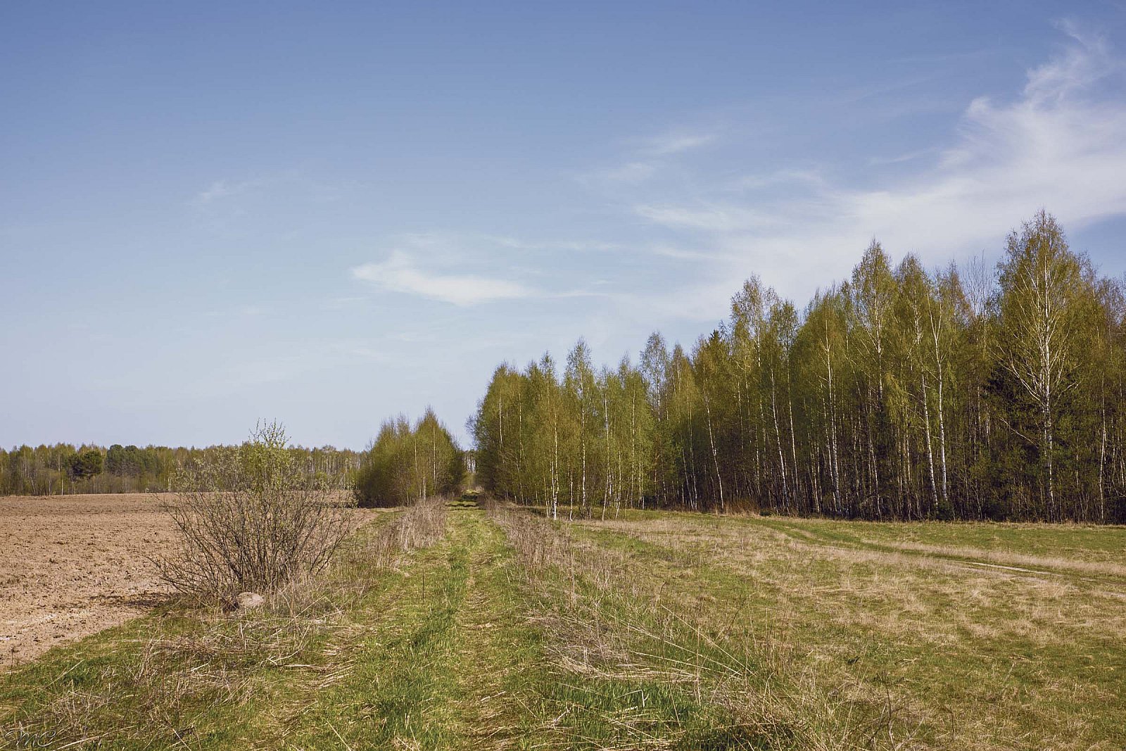 Опушка леса - Костромская область
