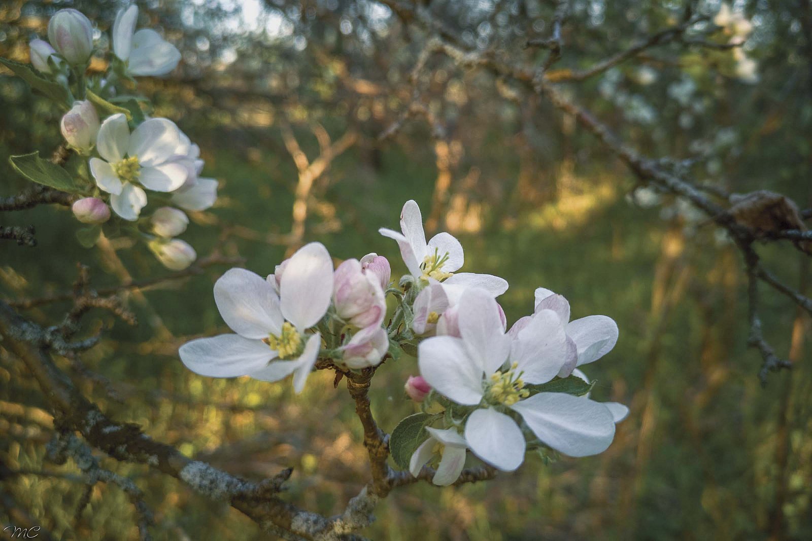 Яблоневый цветок - Костромская область