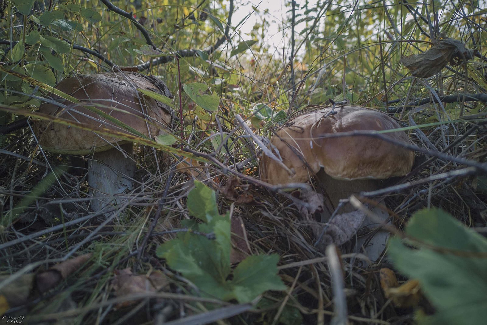 Белые грибы - Костромская область