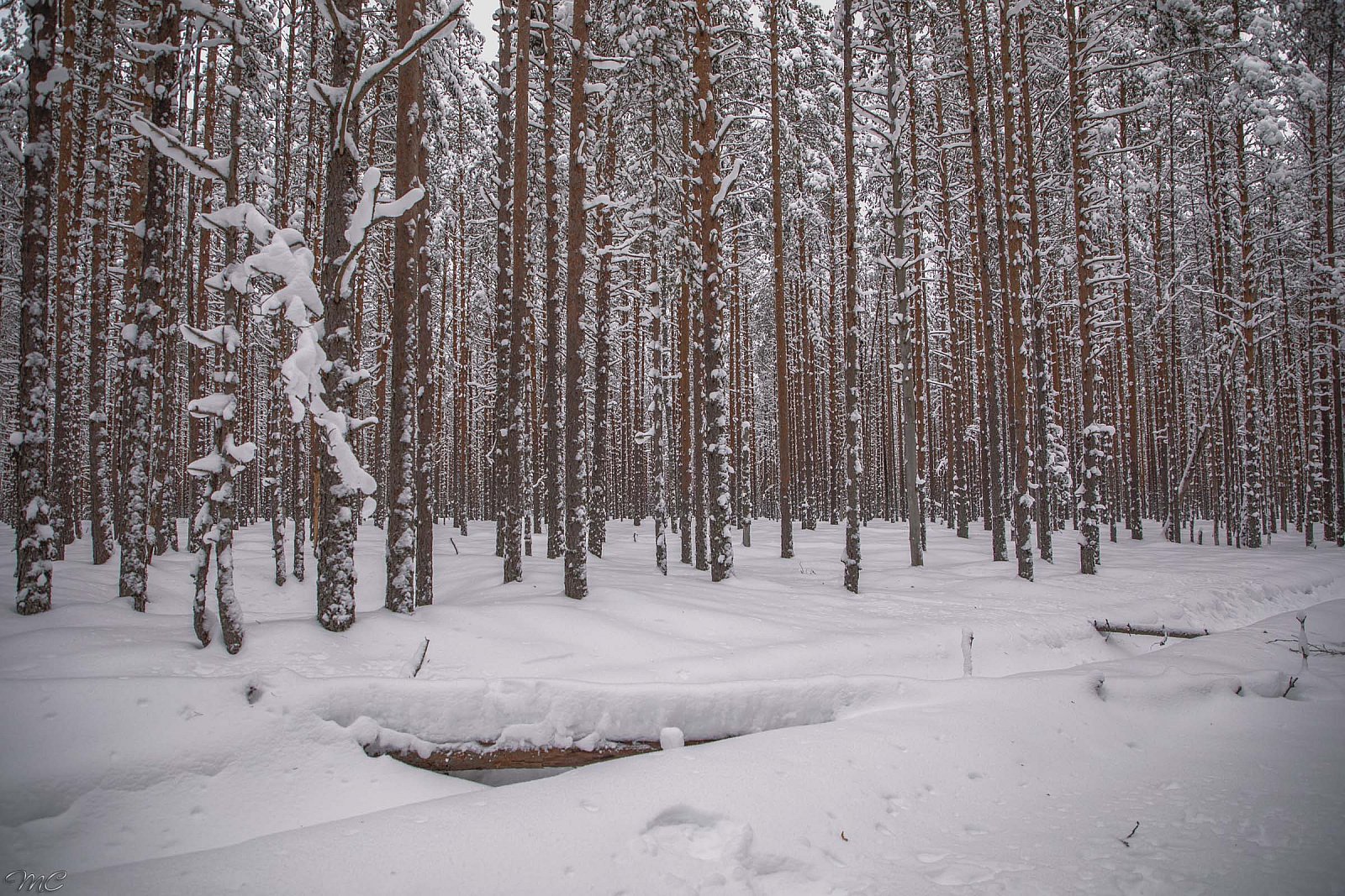 Зимний лес - Свирское